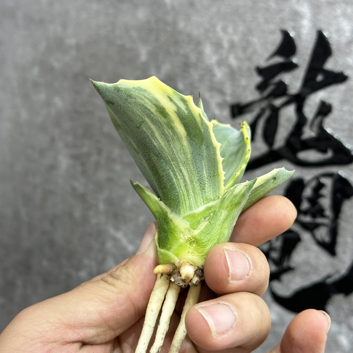 【龍園觀】①No.1101 特選 アガベ 多肉植物 フェロックス 黄覆輪縞斑 極上株 激レア！_画像5