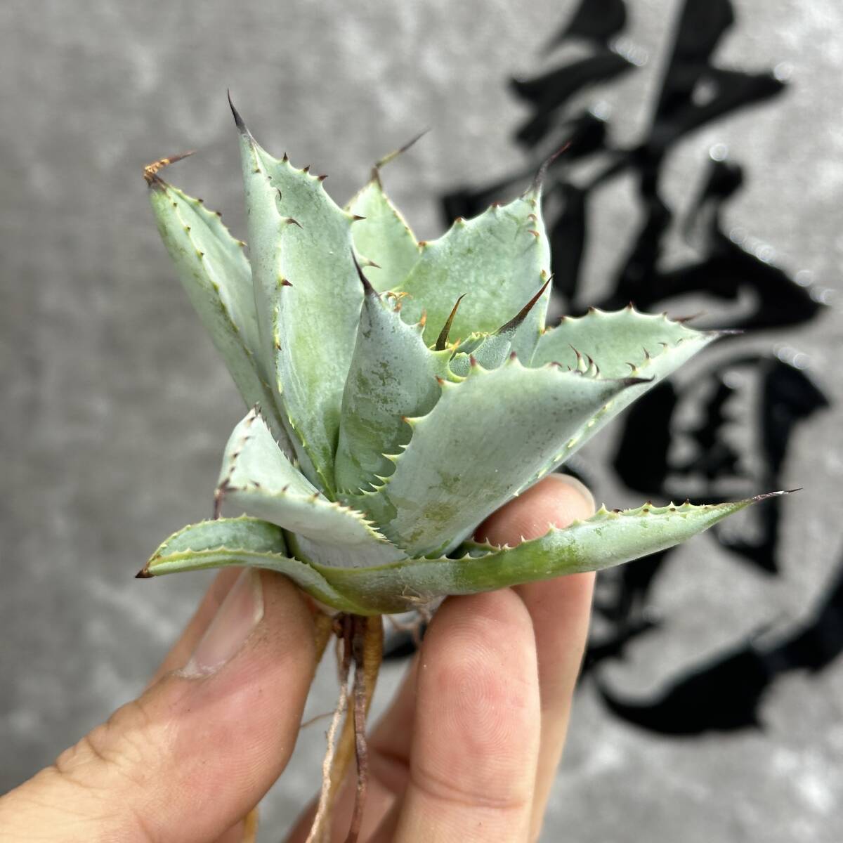 【龍園觀】①No.1107 特選 アガベ 多肉植物 八荒雷神 超陽炎 極上株 3株_画像5