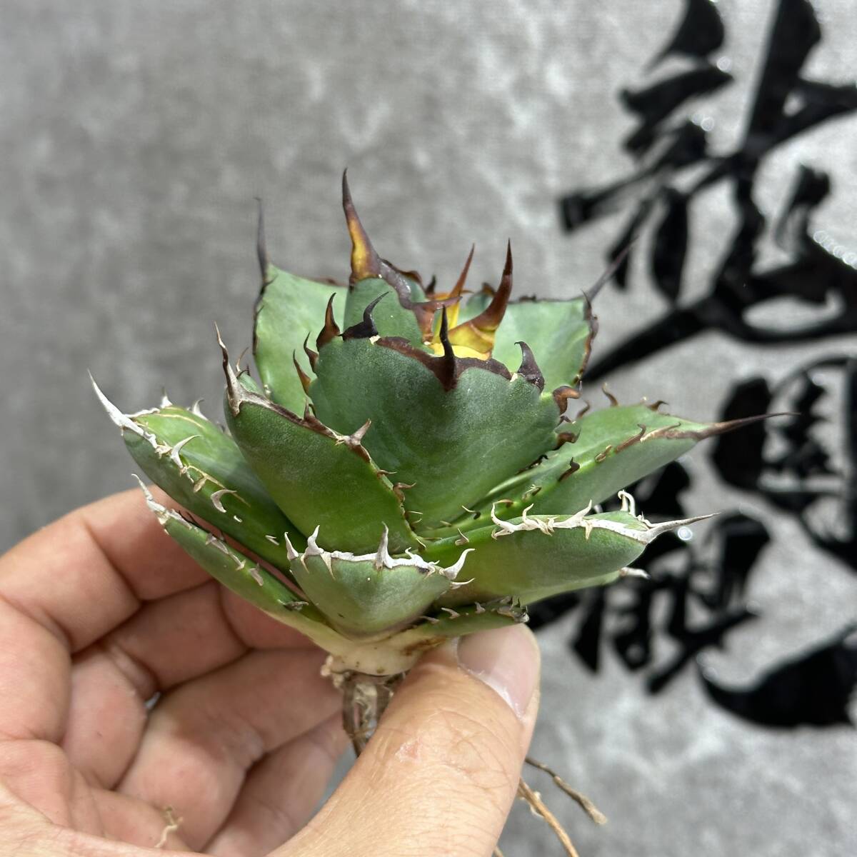 【龍園觀】①No.460 特選 アガベ 多肉植物 チタノタ ハデス Hades 黒帝斯 恐龍牙歯 強棘 極上株 の画像4