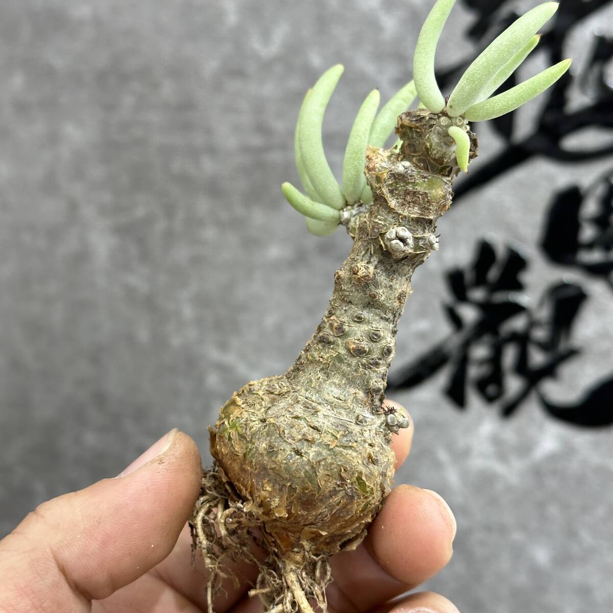 【龍園觀】①No.257 特選 塊根植物 チレコドン ペアルソニー ベアルート株 発根済み 冬型コーデックス _画像6