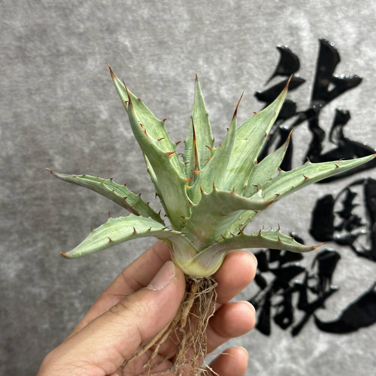 【龍園觀】①No.1118 特選 アガベ 多肉植物 シンプレックス "スノーデビル" Agave deserti v. simplex 'Variegata' Snow Devil_画像2