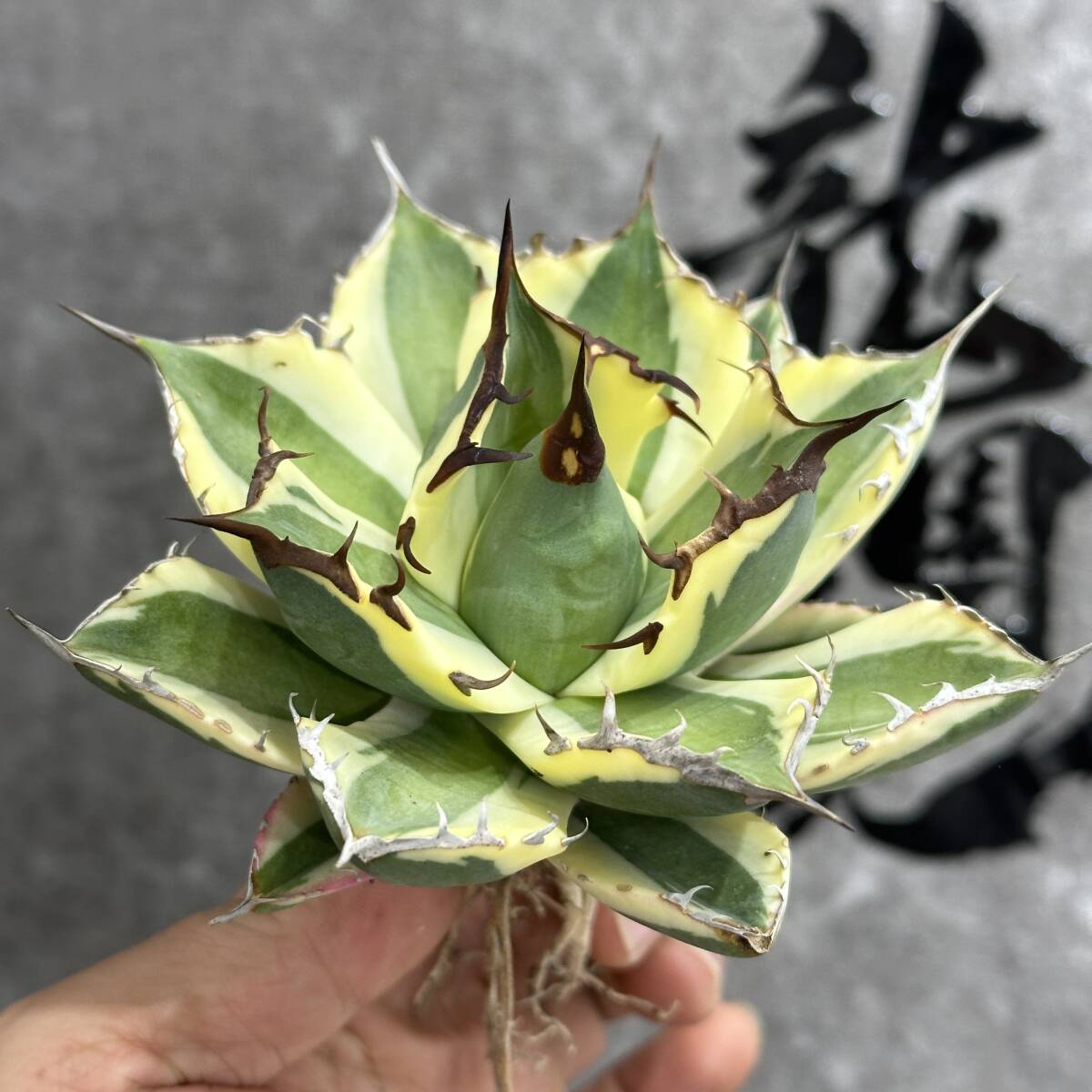 【龍園觀】① No.152 特選 アガベ 多肉植物 スナグルトゥース 極上株 大株 激レア！の画像6