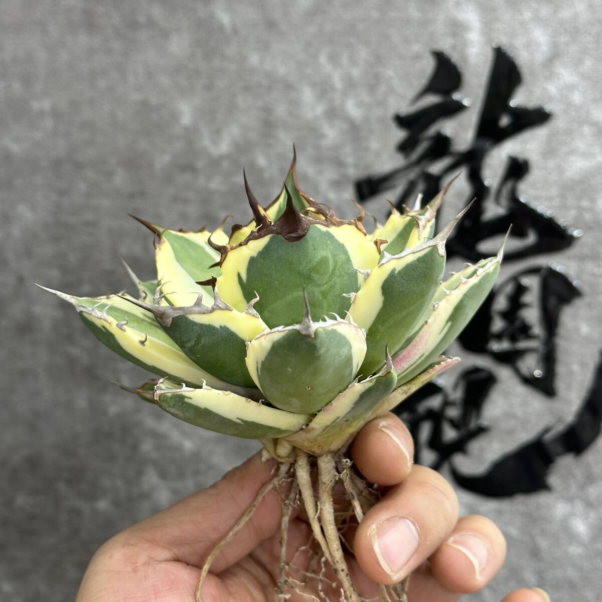 【龍園觀】① No.152 特選 アガベ 多肉植物 スナグルトゥース 極上株 大株 激レア！の画像7