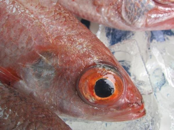 幻の超高級魚「のどぐろL-1kg」お刺身用・脂のってます！！　山陰境港産_画像9