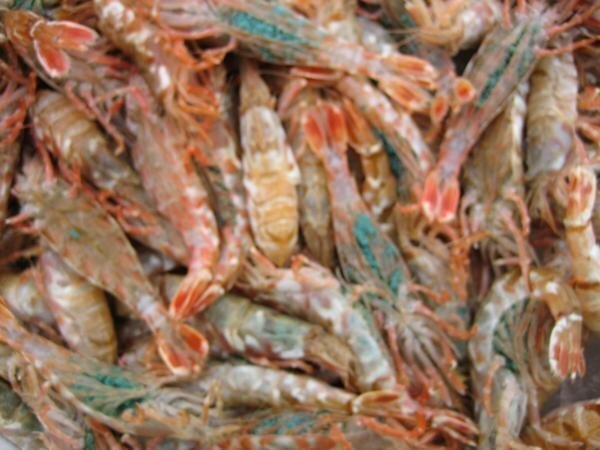 3箱、珍味なエビ「モサエビ1kg」(泥海老)．．．一般には流通しない自慢の逸品!!_画像5