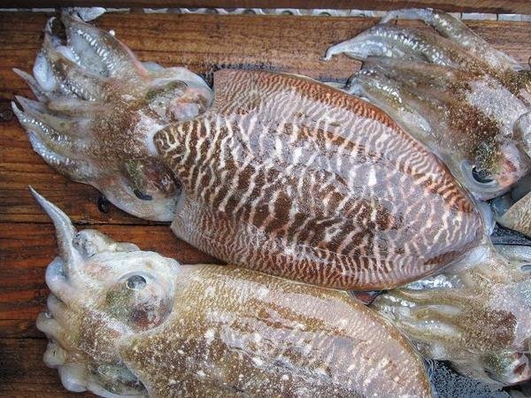 季節限定「甲烏賊4kg」お刺身用、高級珍味　山陰境港産_画像4