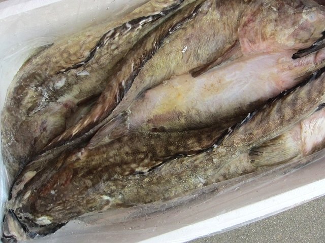 噂の幻の深海魚「ババア 2.3kg」(ゲンゲ)活冷凍品　味は鮟鱇・たら以上!!_画像8