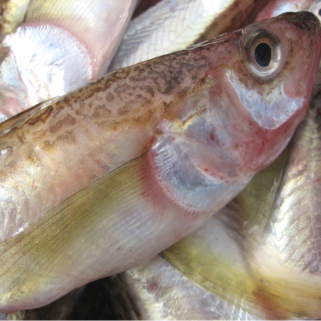 3箱、鳥取県ブランド商品「とろはた大1kg」超特大な魚神、深海の珍味!!_画像2