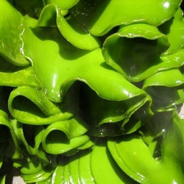  natural, raw wakame [ mekabu & stem 3kg] season limitation,nrunru& healthy 