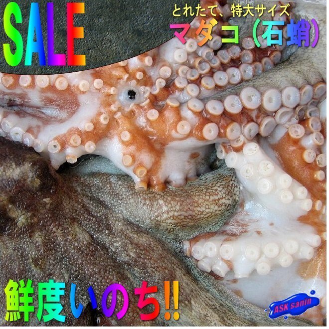 とれたて「活真ダコ3kg」お刺身用、活のまま発送します。　山陰境港産_画像1