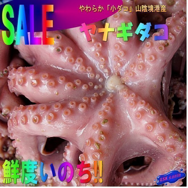 やわらか「水ダコ(小ダコ)-3kg」 シャブシャブ、お刺身、焼き、煮付け、たこ焼きの画像1