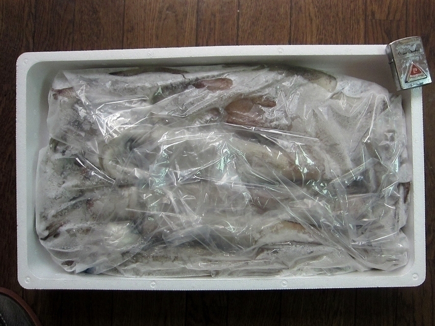 お刺身用「特大、スルメ烏賊14尾で4kg」活冷凍品-美しい釣り物_冷凍後