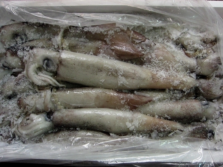 お刺身用「特大、スルメ烏賊12尾位で4kg」活冷凍品-美しい釣り物の画像8