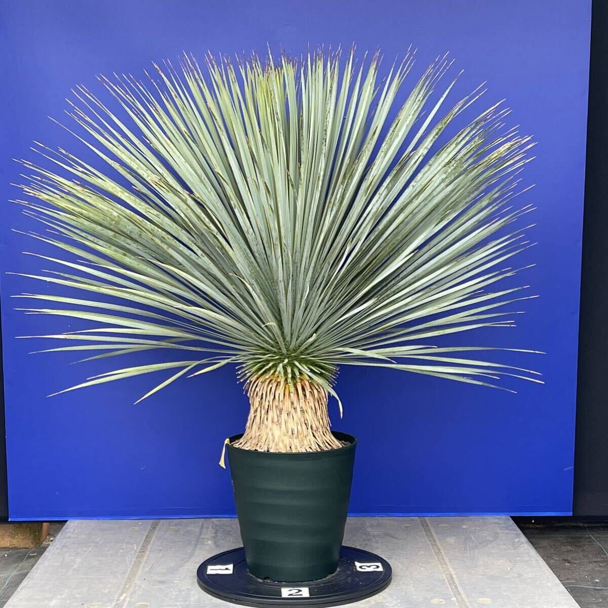 丹精込めて育てました　ユッカ　ロストラータ　(黄色シール) Yucca rostrata 国内栽培　180サイズ　　　　_画像2