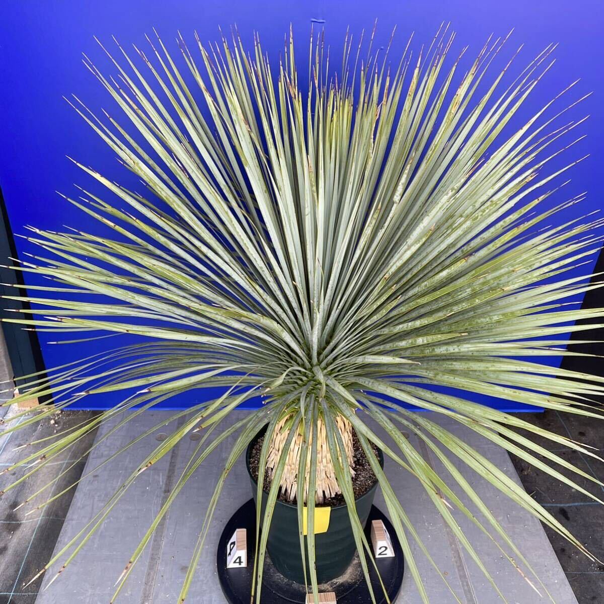 丹精込めて育てました　ユッカロストラータ　(黄色シール) Yucca rostrata 国内栽培　160サイズ　　　　_画像8