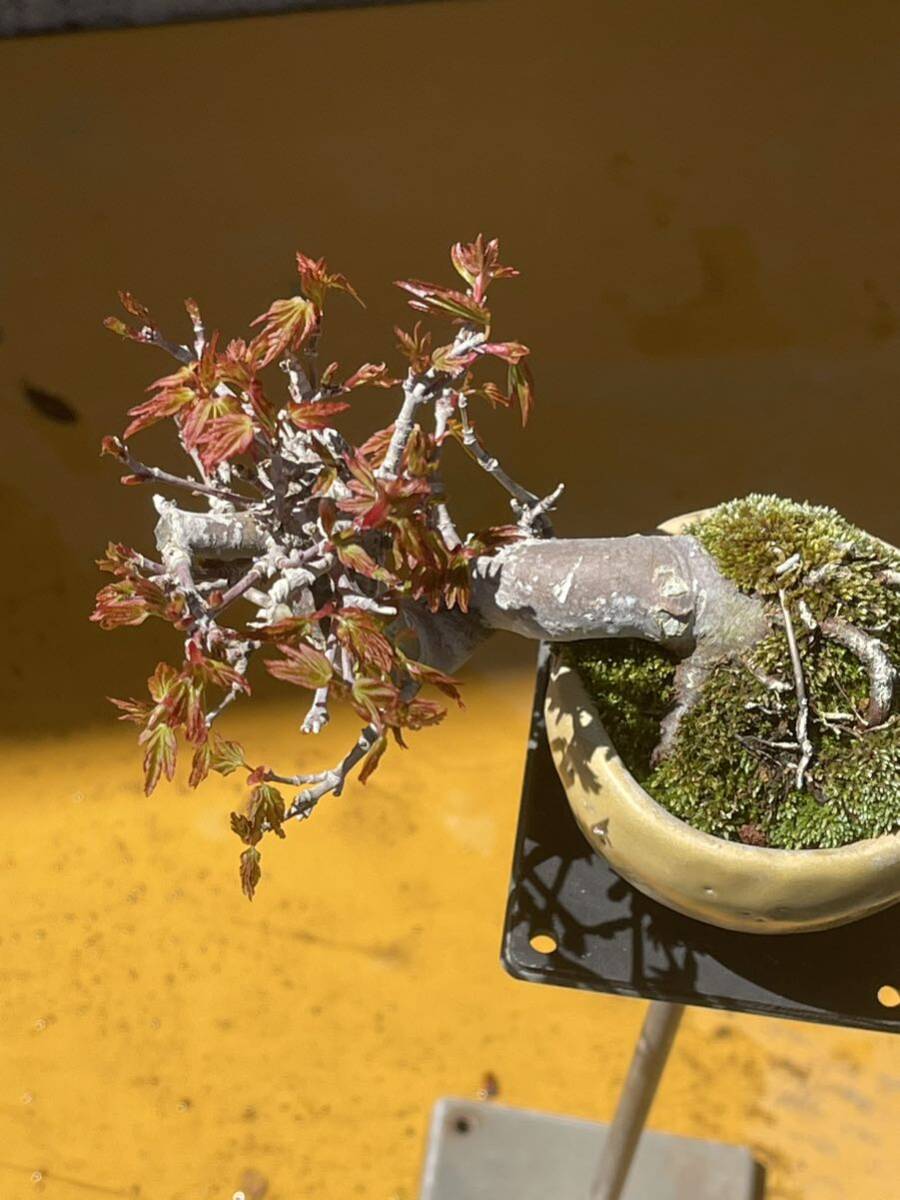  shohin bonsai yamamomiji, мини бонсай гора . лист высота дерева верх и низ 6. левый правый 8cm корень .. хороший маленький yamamomiji.. толщина . есть, старый .. выходит -.