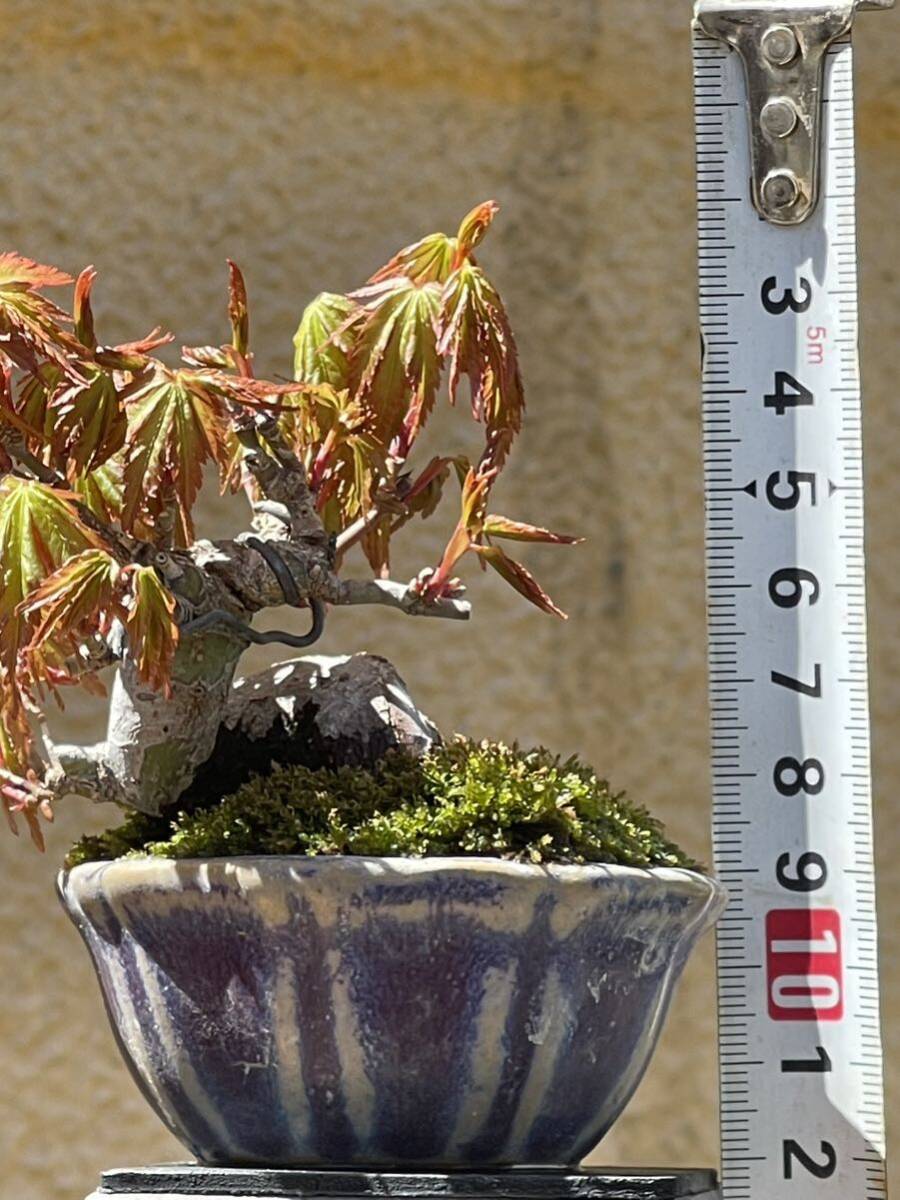  shohin bonsai yamamomijiC. мини бонсай гора . лист высота дерева верх и низ 7. левый правый 6cm корень .. хороший маленький yamamomiji.. толщина . есть, старый .. выходит -.