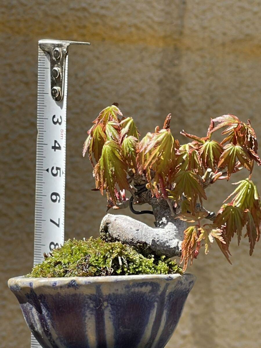  shohin bonsai yamamomijiC. мини бонсай гора . лист высота дерева верх и низ 7. левый правый 6cm корень .. хороший маленький yamamomiji.. толщина . есть, старый .. выходит -.