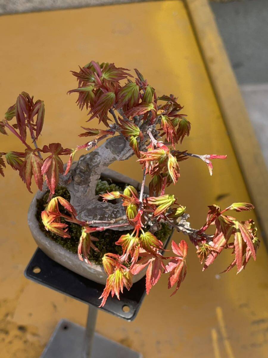  shohin bonsai yamamomijiD. мини бонсай гора . лист высота дерева верх и низ 8. левый правый 11cm корень .. хороший маленький yamamomiji.. толщина . есть, старый .. выходит -.