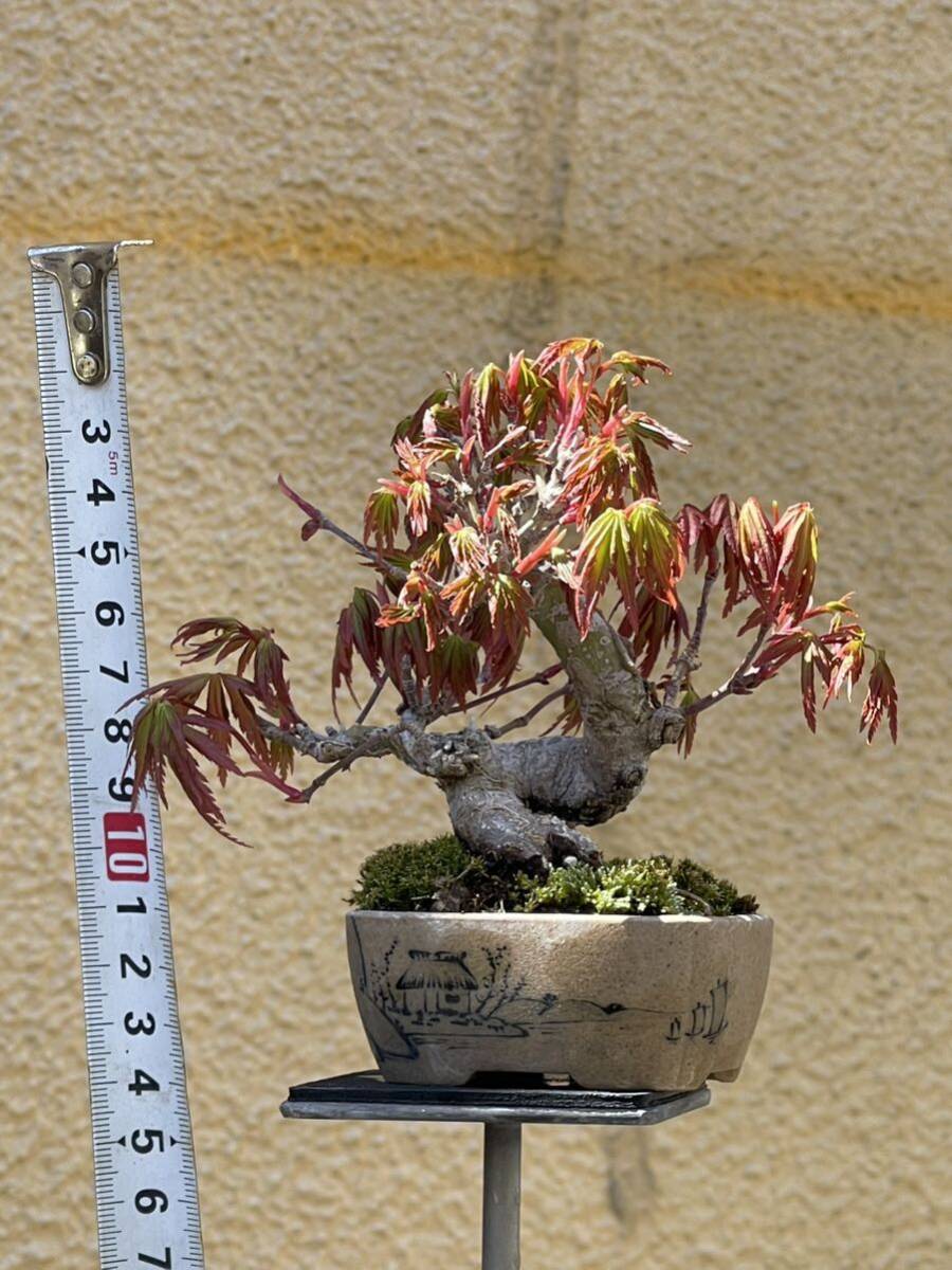  shohin bonsai yamamomijiD. мини бонсай гора . лист высота дерева верх и низ 8. левый правый 11cm корень .. хороший маленький yamamomiji.. толщина . есть, старый .. выходит -.