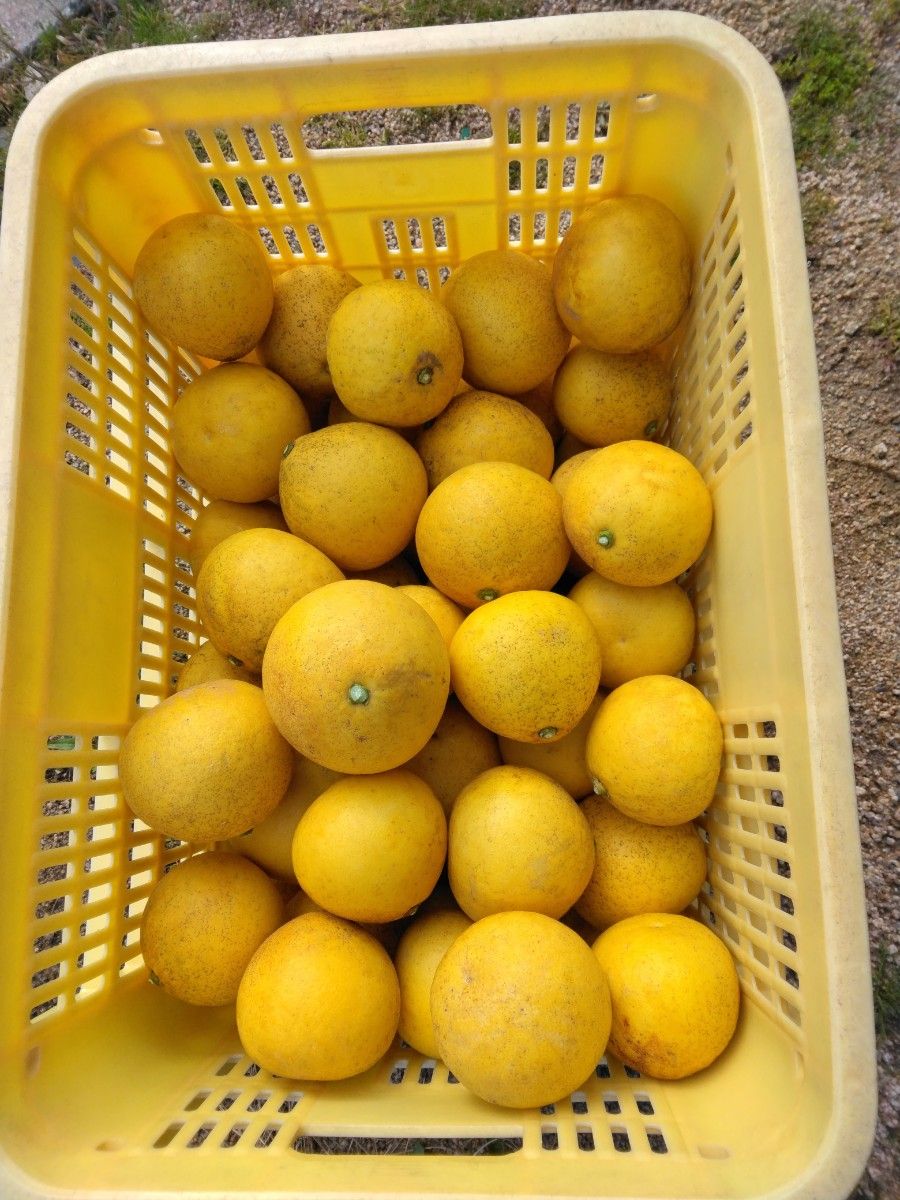 文旦5kg、広島県産産地直送家庭用農薬不使用ビタミンC