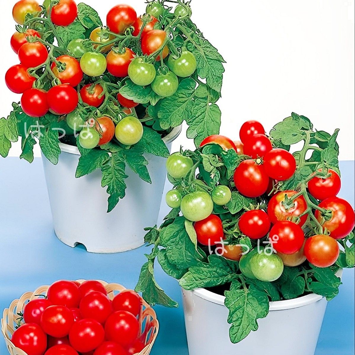 野菜の種 支柱の要らないミニトマト！ レジナ 13粒