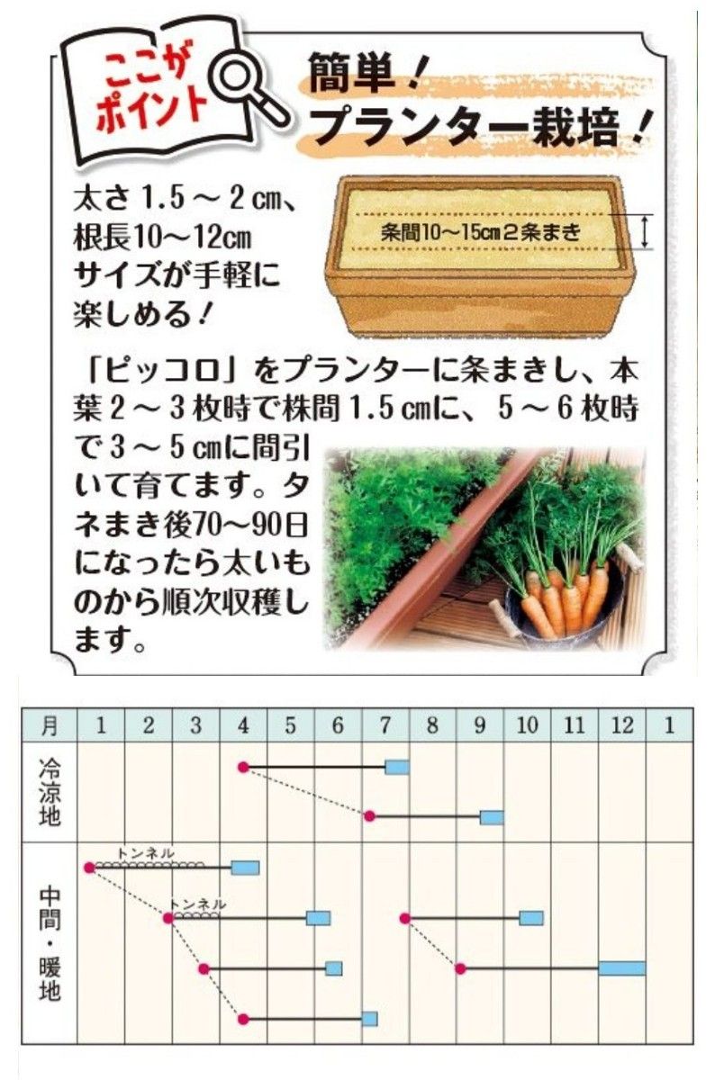 野菜の種  極早生ミニニンジン ピッコロ 100粒以上 生でも美味しい！