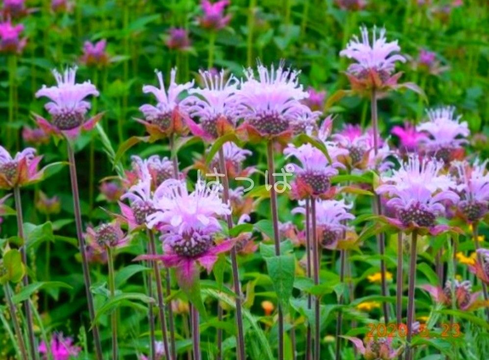 ハーブの種  ベルガモットワイルド 60粒 花の種 多年草