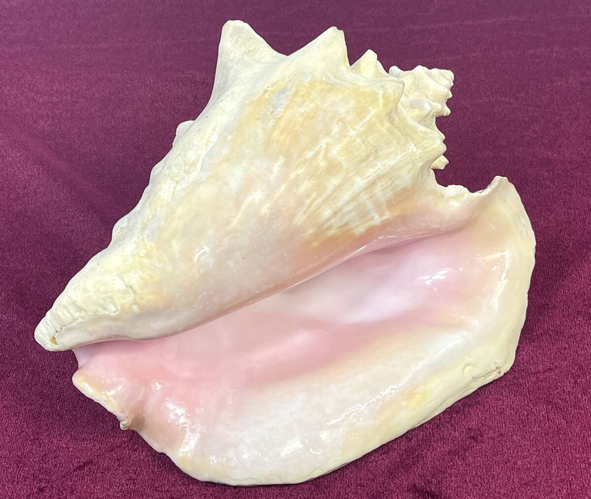 【希少】大型 コンク貝 コンクシェル ピンク 大型巻き貝 巻貝 自然貝 重量1410g 母貝 化石 インテリア オブジェの画像1