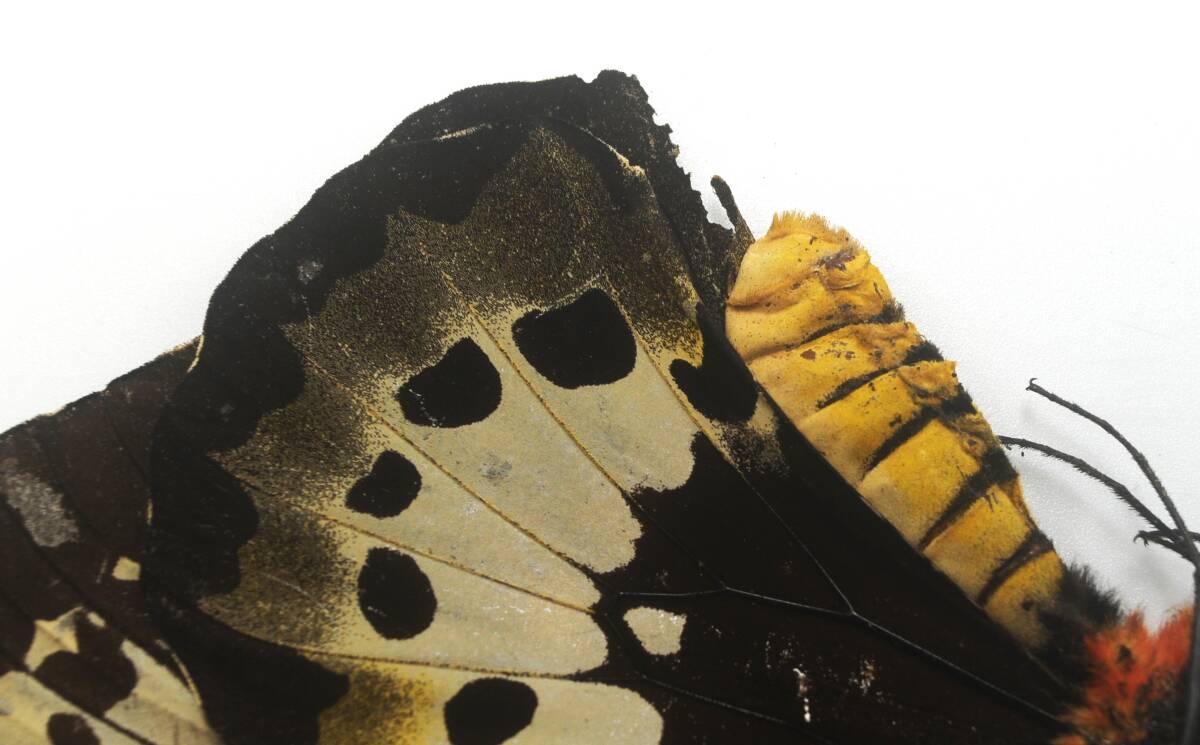 外国産蝶標本―大きいゴライアス・プロックス♀　擦れ欠けがございますので低額スタート！　_画像6