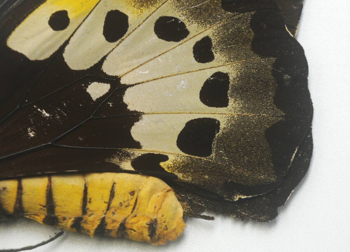 外国産蝶標本―大きいゴライアス・プロックス♀　擦れ欠けがございますので低額スタート！　_画像4
