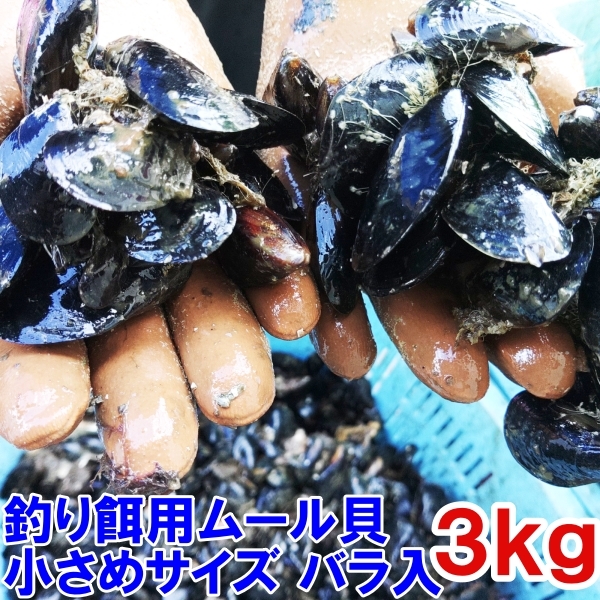 小さめサイズ 送料無料 釣り餌に★ムラサキイガイ小さめ３ｋｇ 冷凍品イガイ カラス貝 ムール貝 釣りエサクロダイ 黒鯛 チヌ 石鯛★_画像1