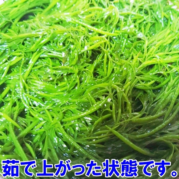 アカモク10ｋｇ（500ｇ×20袋）【生のまま冷凍小分け品】の完全無添加 ！あかもく ぎばさ ねばねば ネバネバ ギバサ他に生のまま出荷もあり_画像4