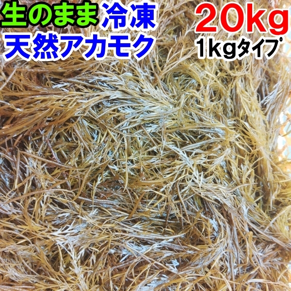 アカモク ２０ｋｇ（1ｋｇ×20袋）【生のまま冷凍小分け品】の完全無添加 ！あかもく ぎばさ ねばねばネバネバ ギバサ他に生のまま出荷も有_画像1