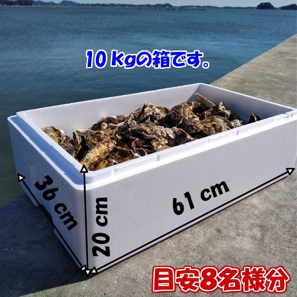 牡蠣 １０ｋｇ 殻付き 牡蠣 殻付き 牡蛎 牡蠣 殻付 カキ 加熱用 松島牡蠣屋 かき kaki 牡蛎 牡蠣殻付き 殻付き牡蠣_画像6