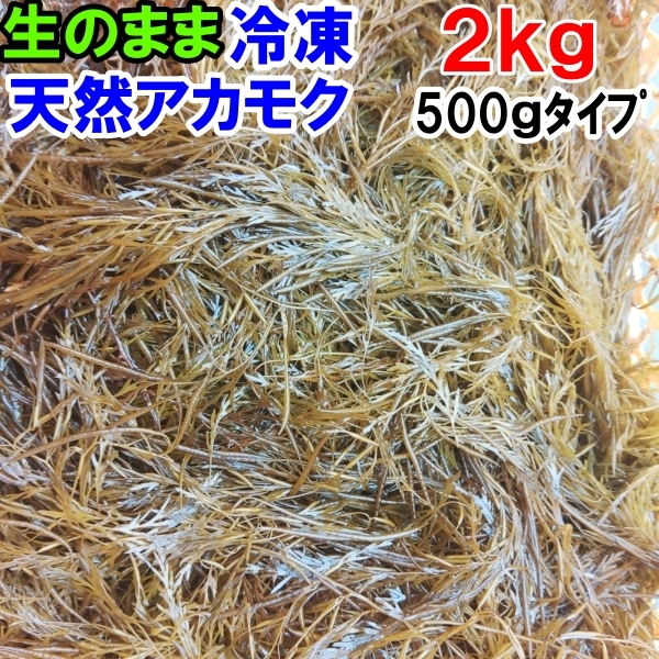 アカモク２ｋｇ（500ｇ×4袋）【生のまま冷凍小分け品】の完全無添加 ！あかもく ぎばさ ねばねば ネバネバ ギバサ他に生のまま出荷もあり_画像1