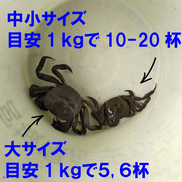 活モクズガニ【海水なしタイプ】 小中サイズ２kg(目安 20-40杯) ツガニ つがに 宮城県松島湾産 なんと海です！ もくずがに_画像4