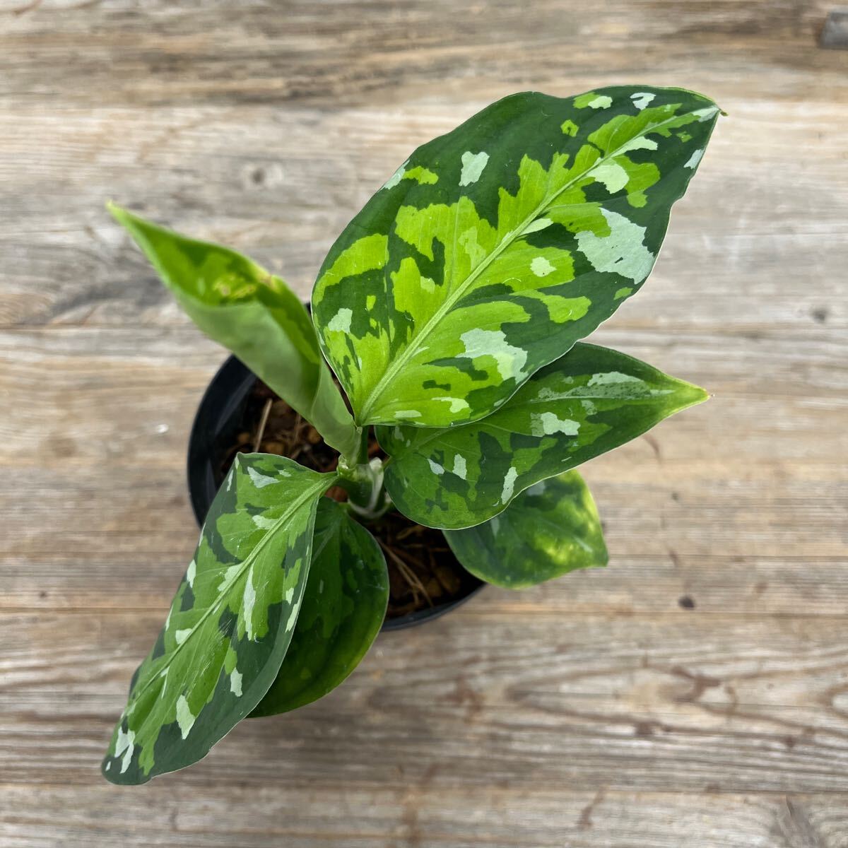 ５.アグラオネマ・ピクタム・トリカラー Aglaonema pictum tricolorの画像1