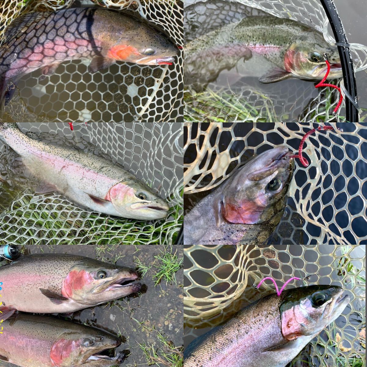 2024春新色 】管釣り エリアトラウト 【形状記憶】海鱒 2024春新色 】管釣り エリアトラウト 【形状記憶】海鱒