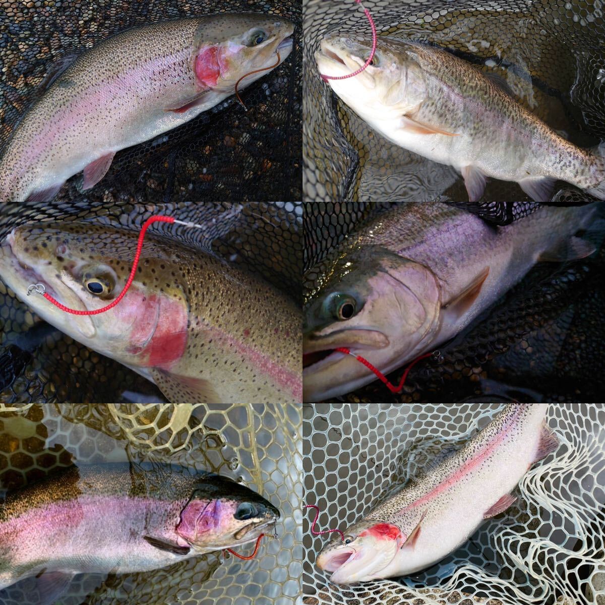 2024春新色 】管釣り エリアトラウト 【形状記憶】海鱒 2024春新色 】管釣り エリアトラウト 【形状記憶】海鱒