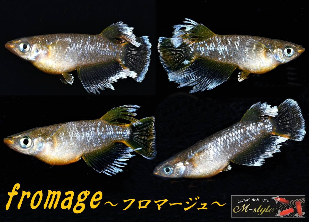 ◇◆m-style・垂水様直系・最新作【　フロマージュ　】大きめ稚魚　7匹◆◇　親魚動画有_画像1