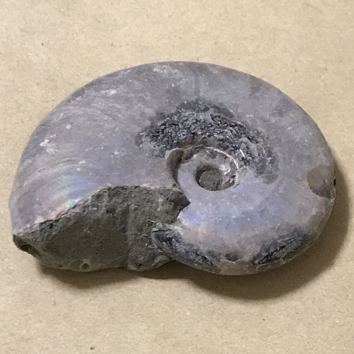 化石 マダガスカル産 アンモナイト 天然石 クリオニセラス 虹色の発色 標本 の画像1