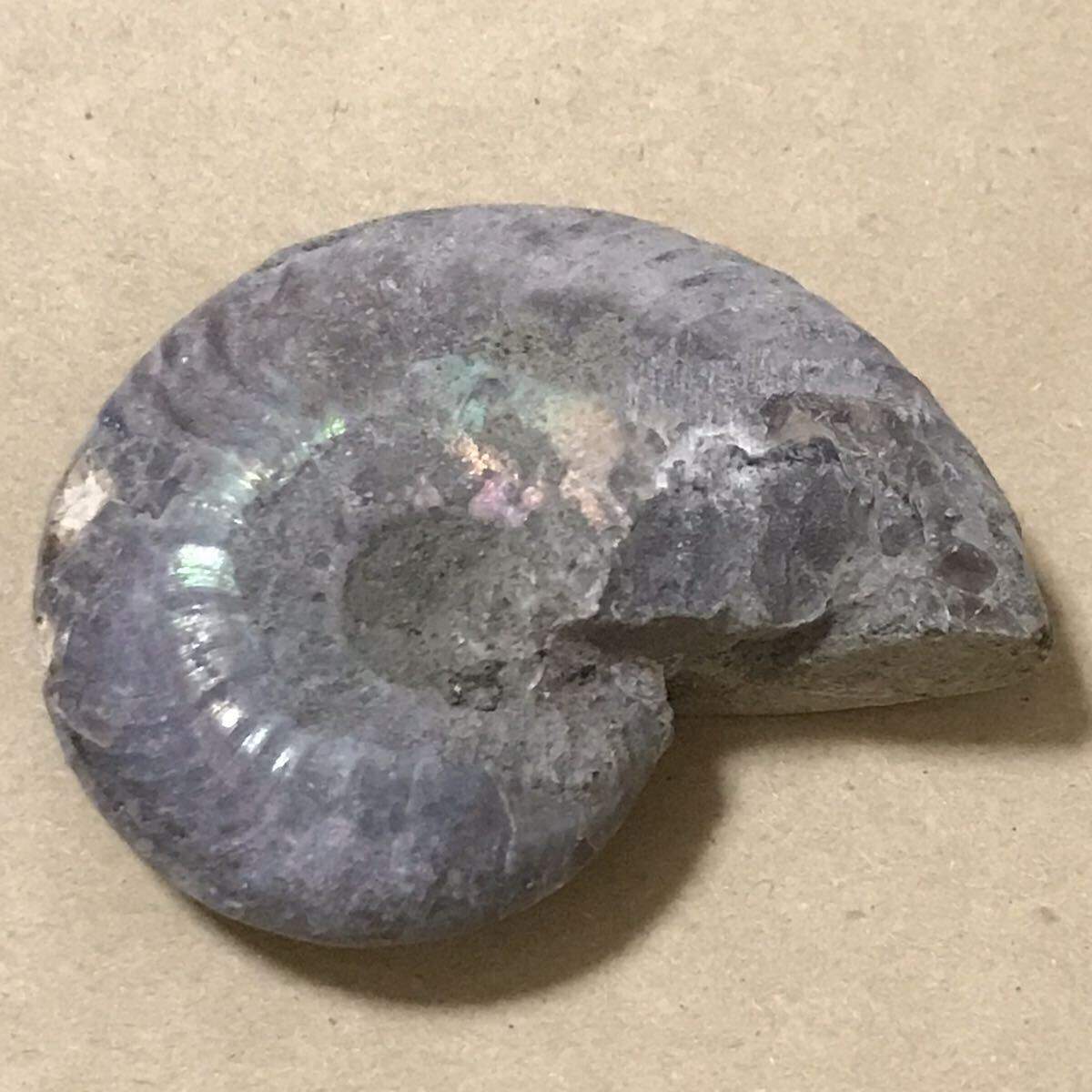 化石 マダガスカル産 アンモナイト 天然石 クリオニセラス 虹色の発色 標本 _画像2