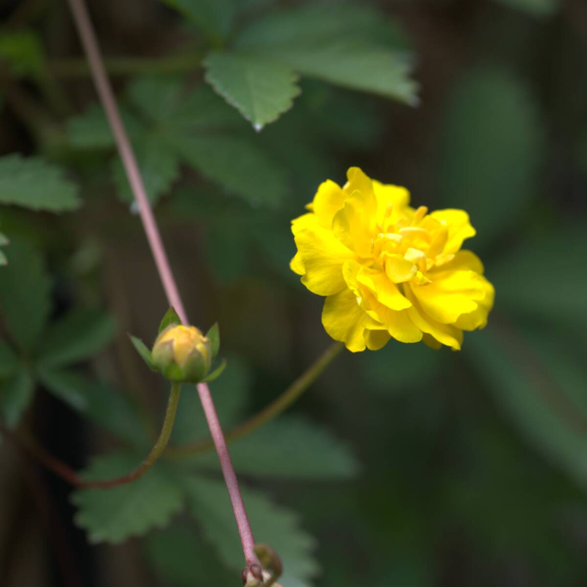 【レア/八重咲/グランドカバー】 ポテンティラ ベルナ ダブル　宿根草　山野草_画像2