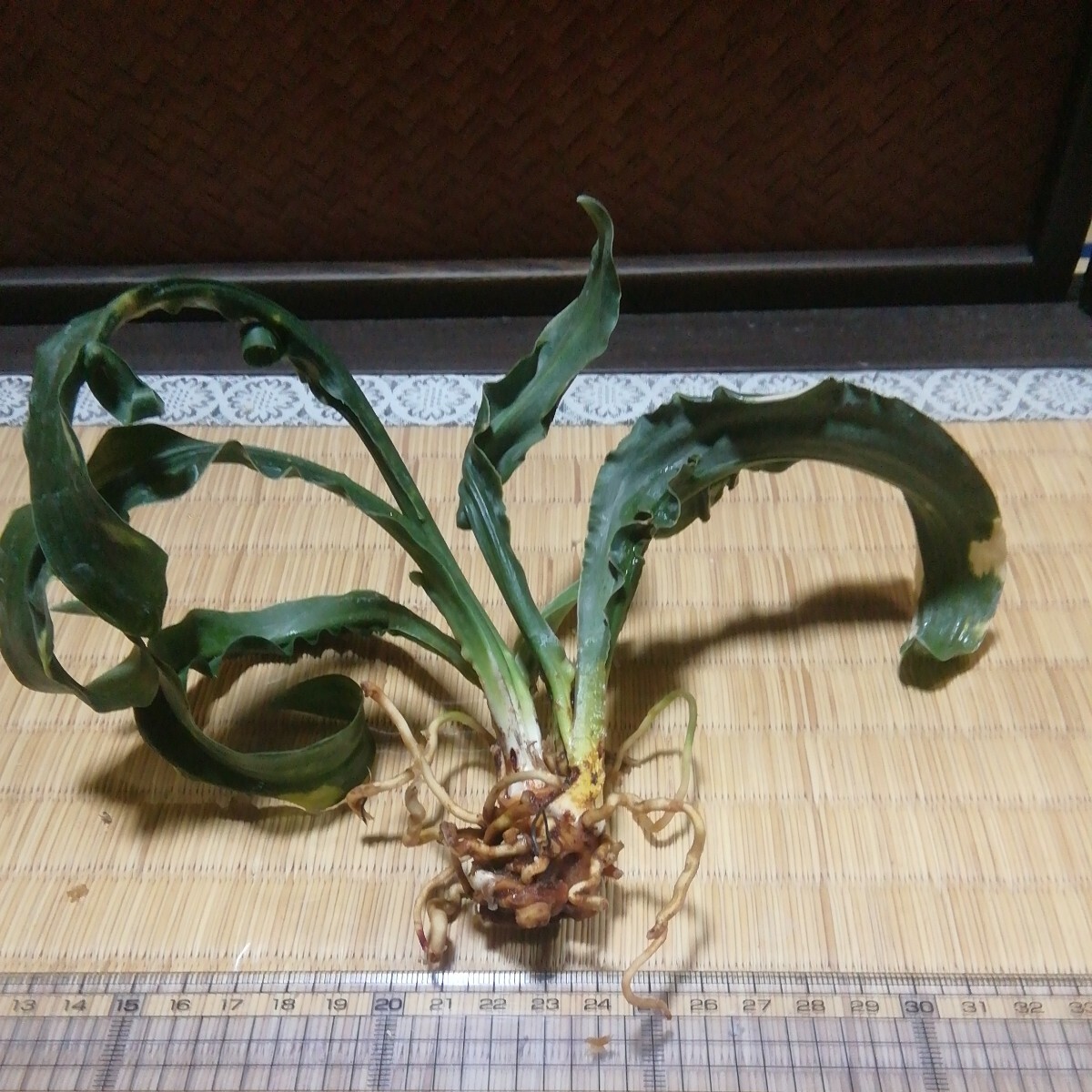 オモト「聖天獅子」　２　縁起物　観葉植物　古典植物　徳川家康　富貴蘭　セッコク　春蘭　アガベ　塊根植物 縁起物_画像5