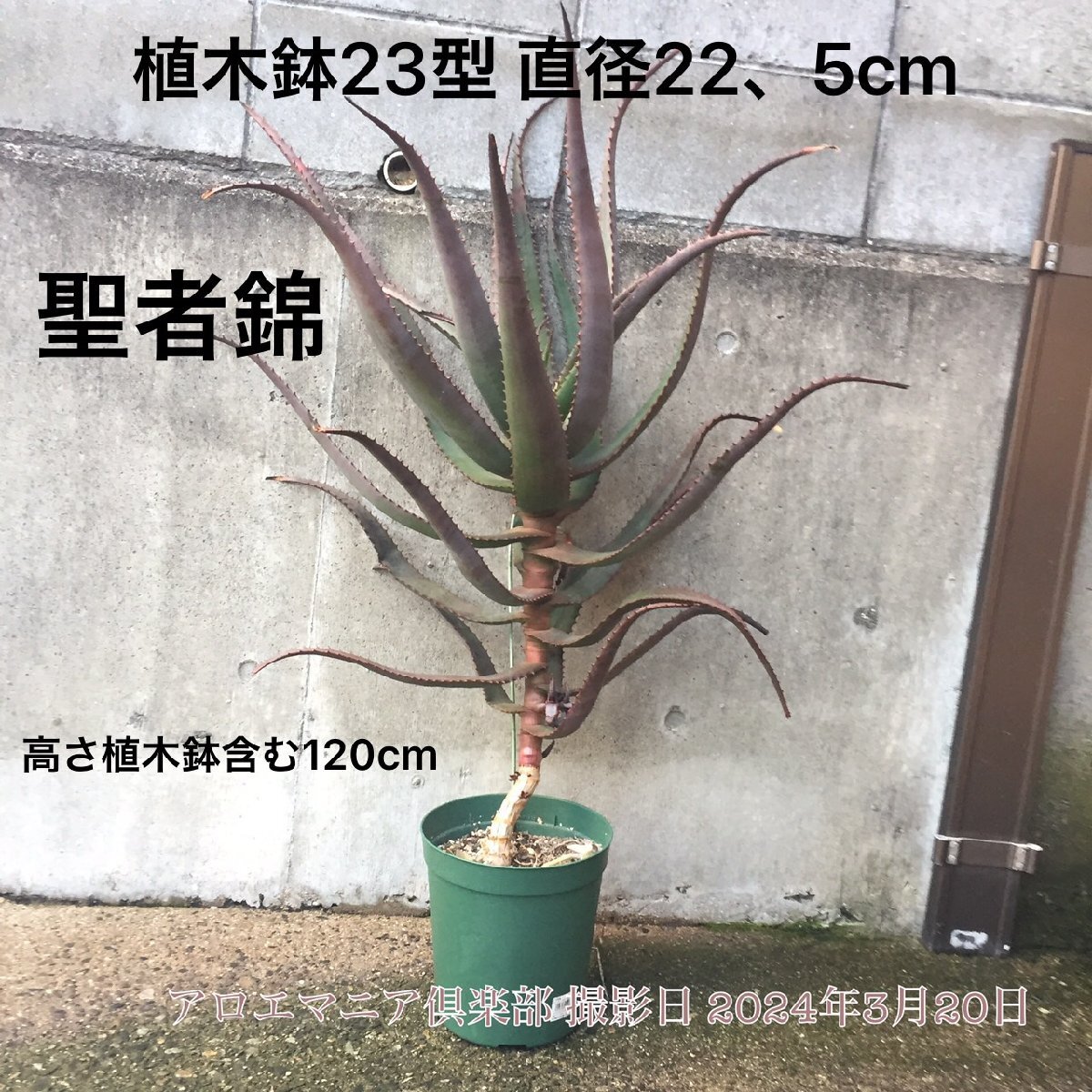 Yahoo!オークション - 聖者錦(Aloe rupestris ルペストリス Yahoo!オークション - 聖者錦(Aloe rupestris ルペストリス