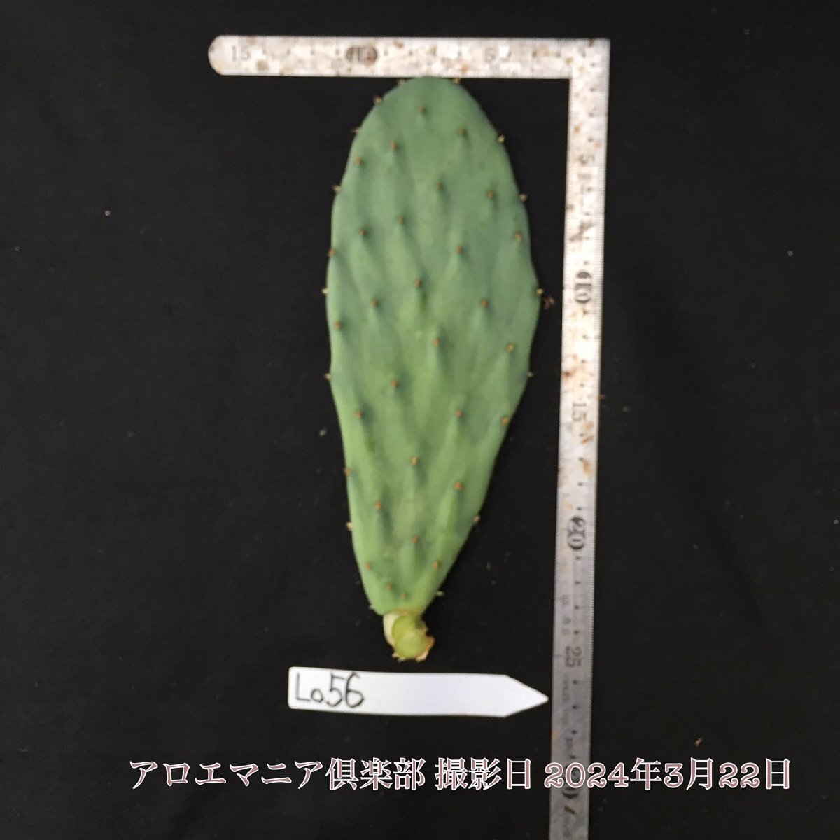 オオマルボン オプンチア属 大型宝剣 おおまるぼん 大丸盆 opuntia robusta f.belen ロブスタ 自社AMK ウチワサボテン 観葉植物 多肉植物_画像1