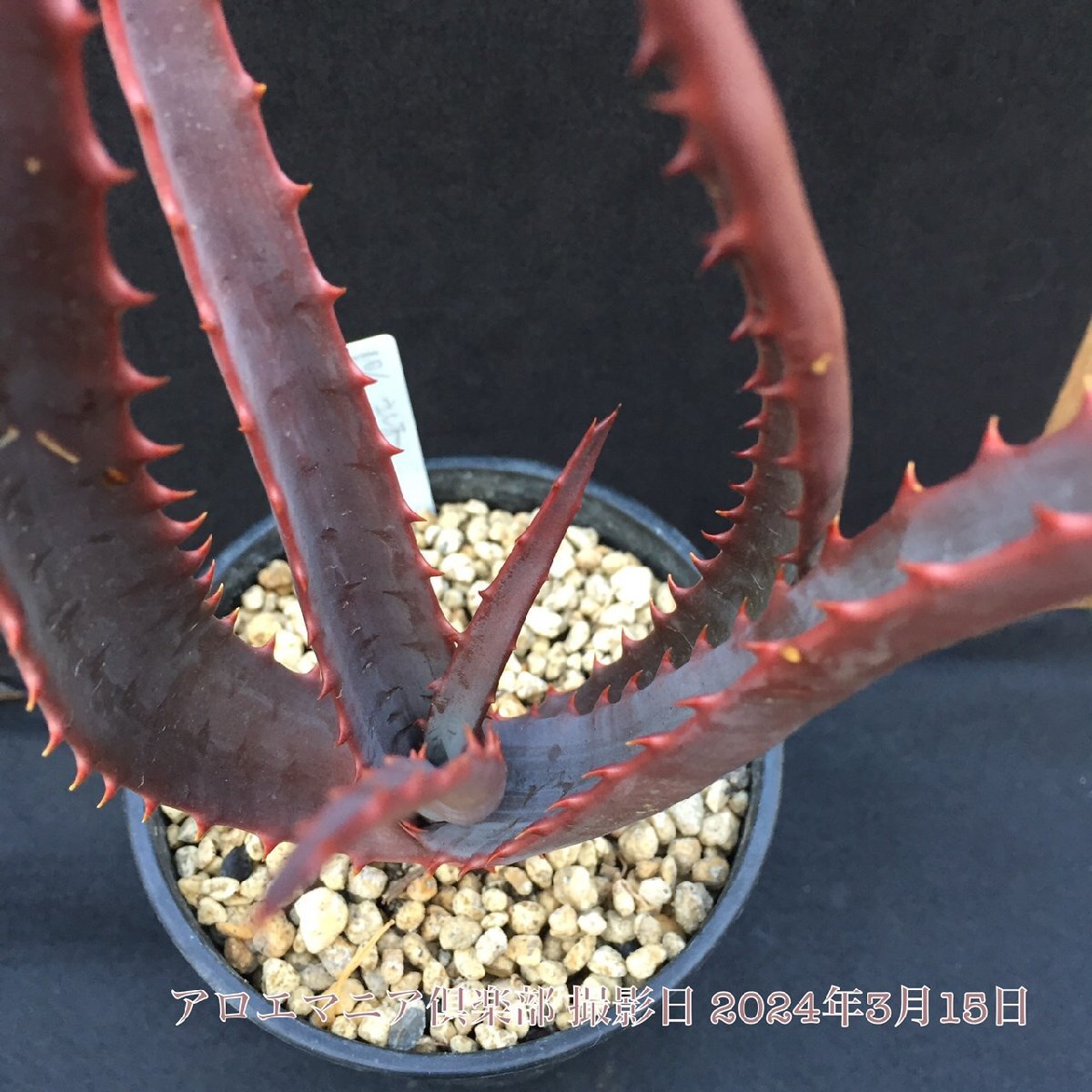 聖者錦（Aloe rupestris ルペストリス)　真っ赤な紅葉アロエ 超大型本物 温室物 自社AMK 競り_画像7