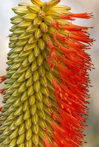 聖者錦（Aloe rupestris ルペストリス)　真っ赤な紅葉アロエ 超大型本物 温室物 自社AMK 競り_開花中サンプル画像