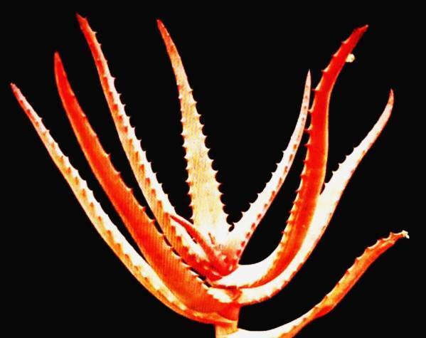 聖者錦（Aloe rupestris ルペストリス)　真っ赤な紅葉アロエ 超大型本物 温室物 自社AMK 競り_紅葉サンプル画像